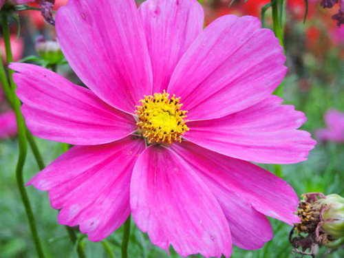 close-up of various flowers with blurred background and bright color.jpg
