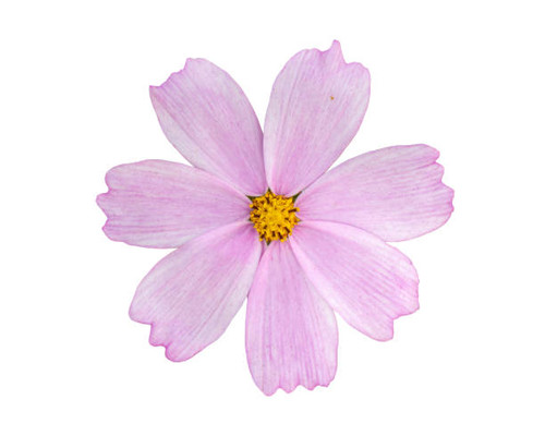 Close up pink cosmos flower isolated on white background..jpg
