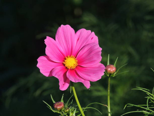 Cosmos facing the sun.jpg