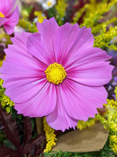 Close-up of pink garden cosmos flower.jpg