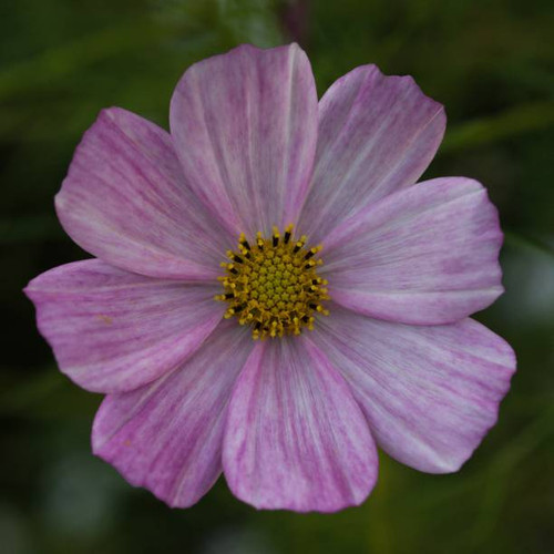 A closeup shot of a beautiful Cosmos blooming in the garden.jpg