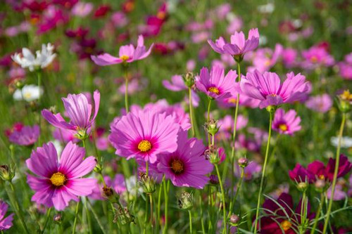 Pink vivid color blossom of Cosmos flower in a field.  Cosmos Flower fields in Saraburi province ,Th.jpg