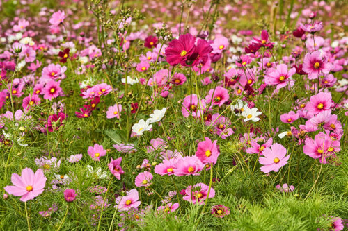 Wildflowers blooming in grassy meadow in Okinawa island, Japan.jpg