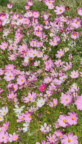 Floral summer background for stories and wallpaper. Cosmea, Cosmos blooming in meadow with magenta a.jpg