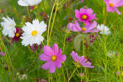 Wild Flowers-along a woods edge-Howard County Indiana.jpg
