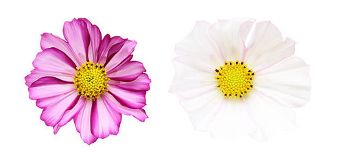 Pictured flower head of cosmos in a white background. Each pictutre were photographed independently..jpg