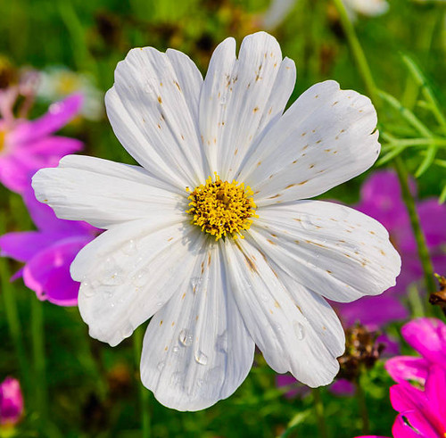 flower and natural in thailand..jpg