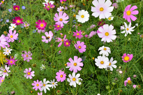 Background of multicolored flowers of Cosmea in the garden.jpg