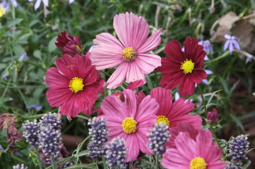 Garden Flowers. Mostly shot in parks and garden, France..jpg