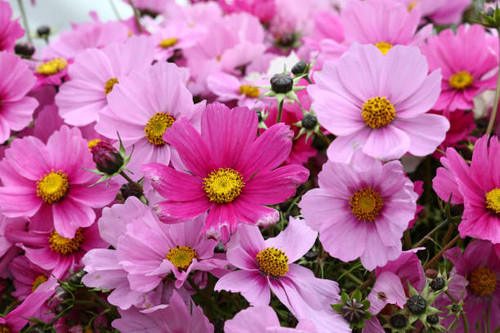 Close up background of fresh pink and purple cosmos flowers, high angle view.jpg