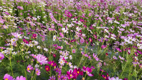 Cosmos flowers taken in a park.jpg