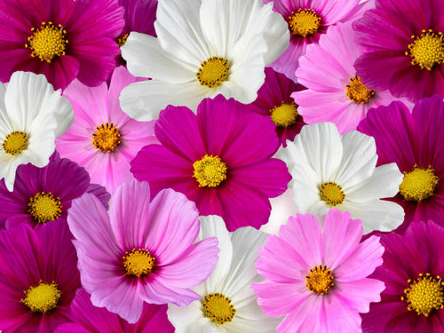 Floral background from multicolored flowers. Cosmos.jpg