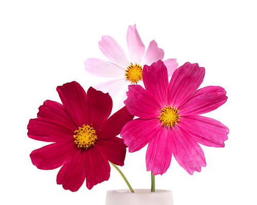 Flowers on a white background.jpg