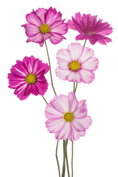 Studio Shot of Fuchsia Colored Cosmos Flowers Isolated on White Background. Large Depth of Field (DO.jpg