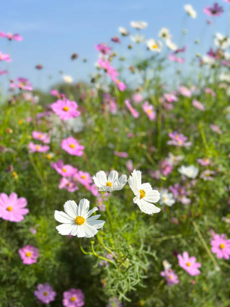 Stock photo shows a bright and colorful garden featuring pink and white cosmos flowers in full bloom.jpg