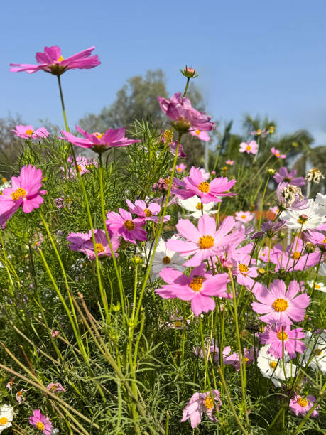 Stock photo shows a vibrant display of pink and white cosmos flowers in full bloom, adding beauty to.jpg