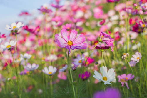 Pink and red cosmos flowers garden and soft focus.jpg