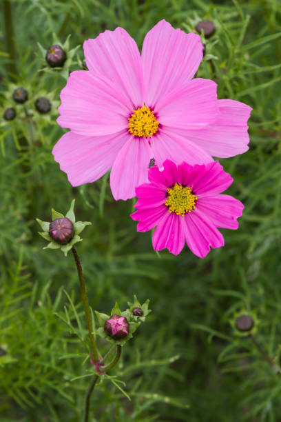 close up of cosmos.jpg