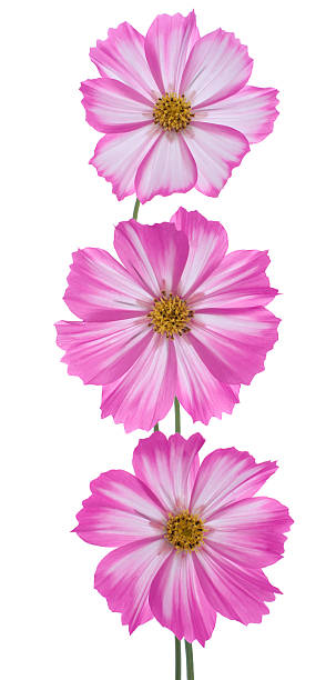 Studio Shot of  Magenta Colored Cosmos Flowers Isolated on White Background. Large Depth of Field (D.jpg