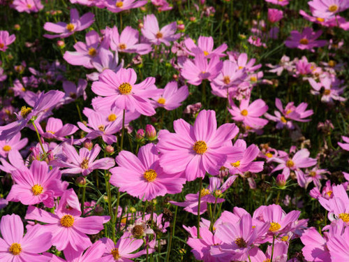 Beautiful bright pink Cosmos flowers in nature. Cosmos Bipinnatus, commonly called Garden Cosmos or .jpg