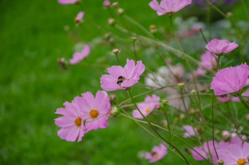 Cosmea rosea, an annual plant for garden design. High quality photo.jpg