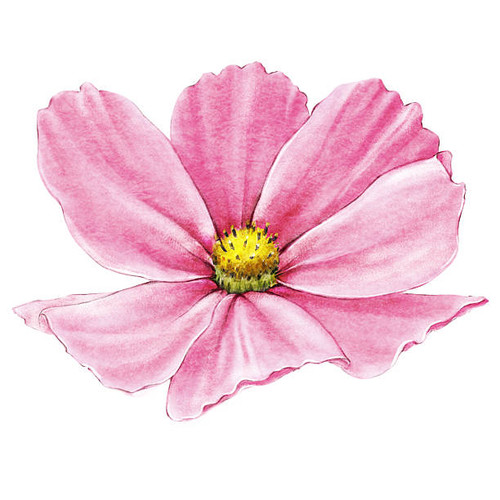 Cosmea close up. Watercolor hand drawn illustration of pink cosmos  flower isolated.jpg