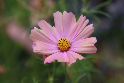 Pink cosmos bloom.jpg