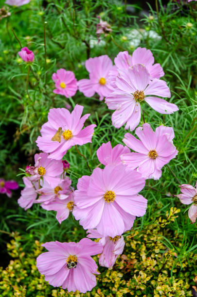 Colorful Pink Cosmos Flowers in a cottage garden.jpg
