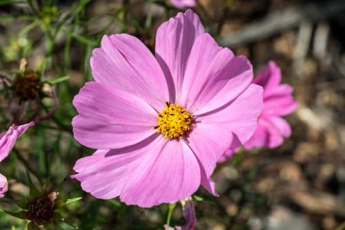 Cosmos bipinnatus 'Sonata Pink' a summer flowering plant with a pink summerime flower, stock photo i.jpg