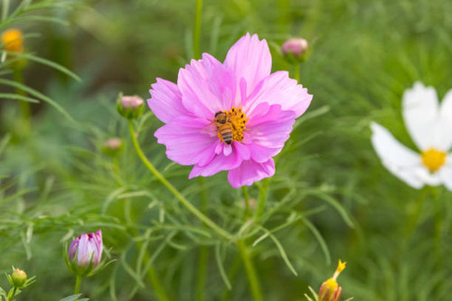 Cosmos at Sakura Furusato Plaza, Sakura City, Chiba Prefecture, Japan.jpg