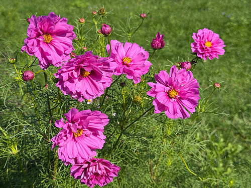 Cosmos bipinnatus garden cosmos Mexican aster cosmea pink flowers.jpg
