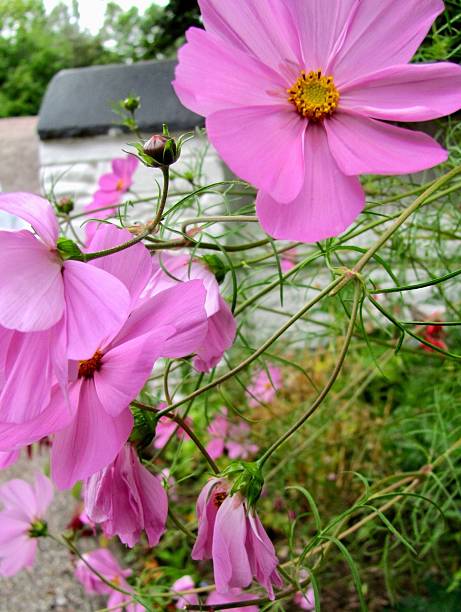 A pink coneflower in a historic village in Ireland.jpg