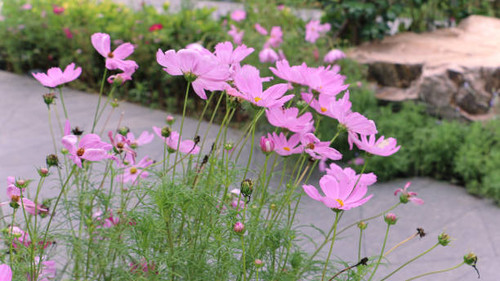 Cosmos bipinnatus, garden cosmos, Mexican aster, calliopsis.jpg
