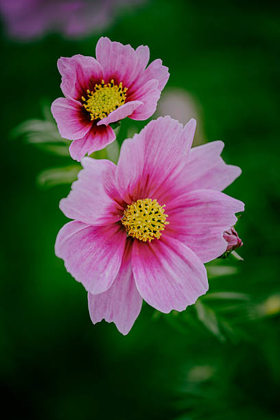 Cosmos bipinnatus.jpg