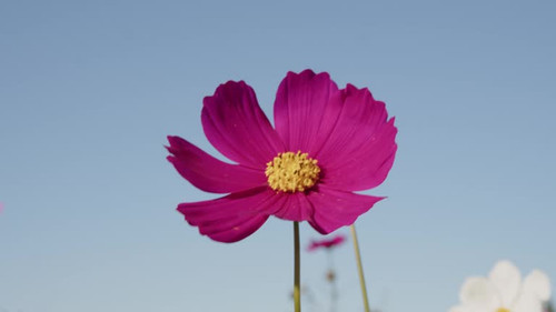 Colorful cosmos in full bloom under the blue autumn sky.jpg