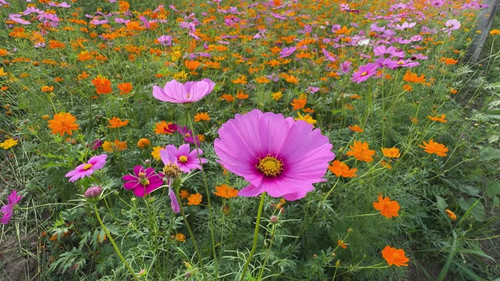 Pink cosmos flowers bloom in the warm afternoon sun.jpg