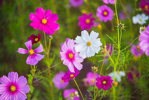 The Cosmos Flower of grassland.jpg