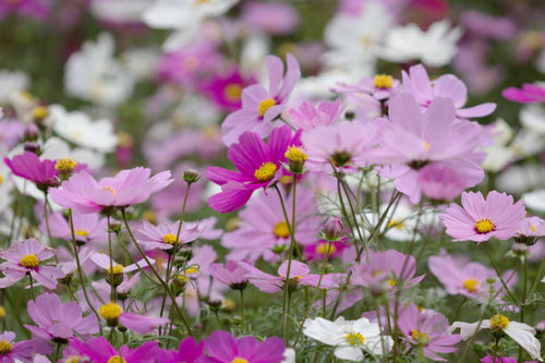 Pink Garden Cosmos or Mexican Aster Flower.jpg
