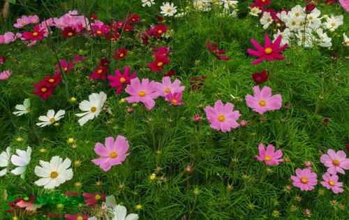 Kosmeya.Ischaschnye plants with white, pink, red purple flowers.jpg