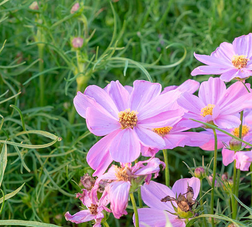 Cosmos flower fields in evening time with sun light.jpg
