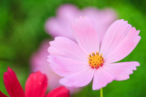 Cosmos flowers Purple, pink, red, white , in the garden,Close Up natural view of pink flower under s.jpg