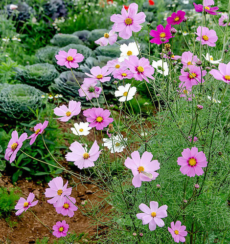 Cosmos flower field.jpg