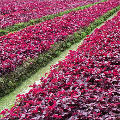 81jgNJMUKIL. SL1024 .jpg