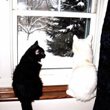 IMG 0551