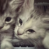 {\"capa_image_quality_remove_exif_optimize\":\"1\",\"capa_image_quality_process_sink\":\"1\",\"capa_