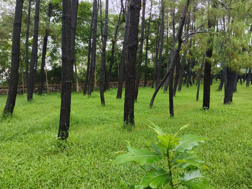 IMG 20251017 120109.jpg