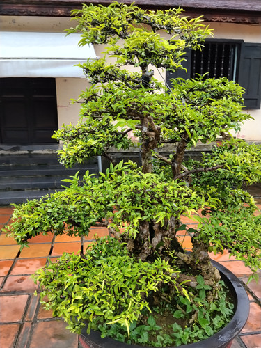 IMG 20251017 120650.jpg