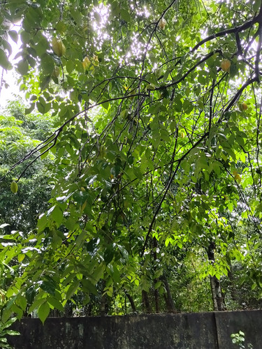 IMG 20251017 115205.jpg