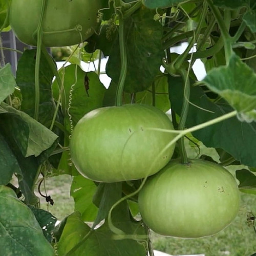 81CN x VMqL. AC UF1000,1000 QL80.jpg