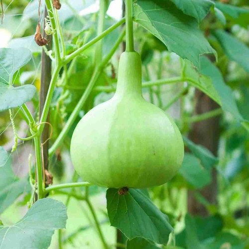 BottleGourdRoundSeedsPlant 1200x.jpg